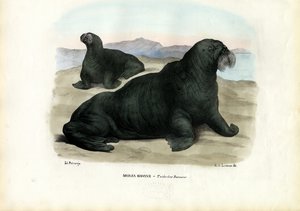 Walrus, 1863-79